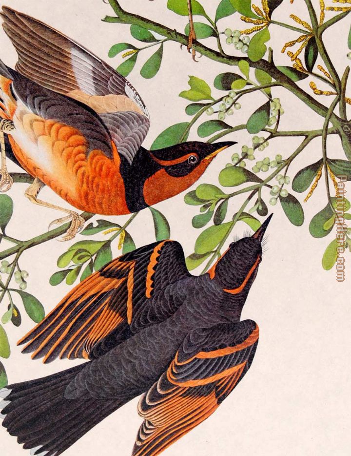 John James Audubon pigeon couple